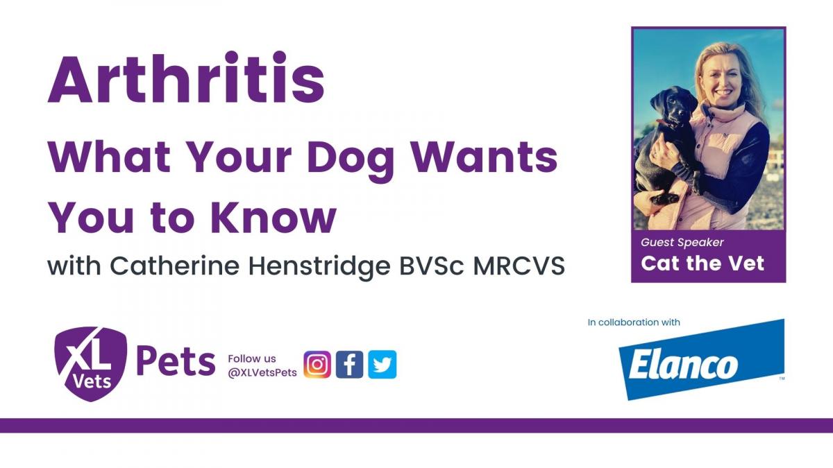 First Aid for your Pet Educational Webinar