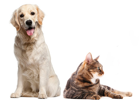 Cat & Dog